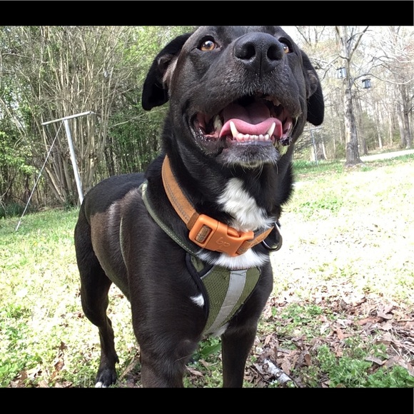 Meet your Poshmark Ambassador, Mads - Picture 3 of 6